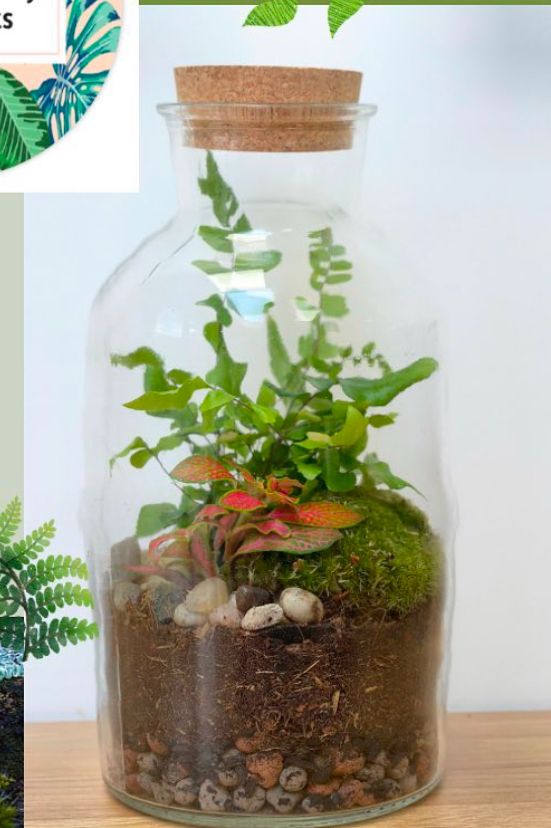 Jar Terrarium (All Supplied) Saturday 6th September @ 10-12