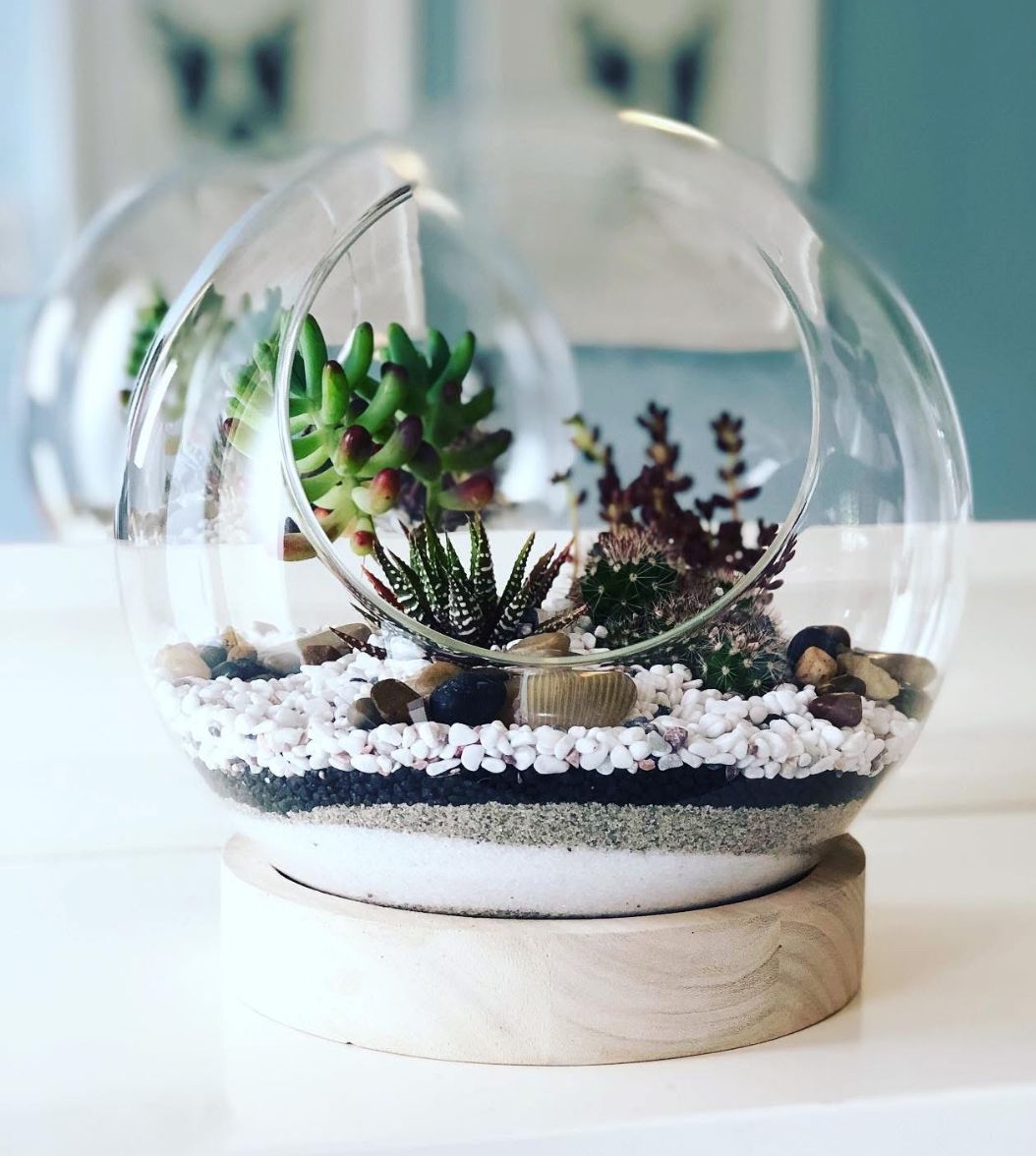 Open Terrariums, Cacti & Succulents (Bring your own Planter) Sunday 13th July @ 10-12