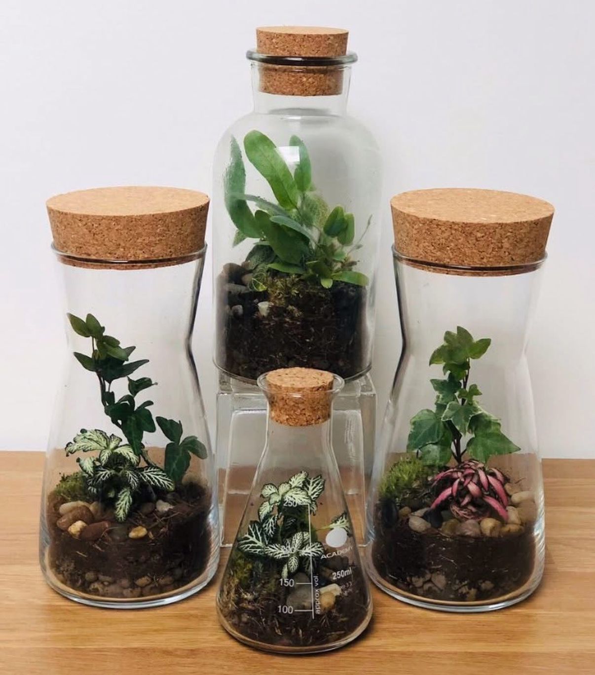Bottle Terrarium (All Supplied) Friday 27th June @ 2-4