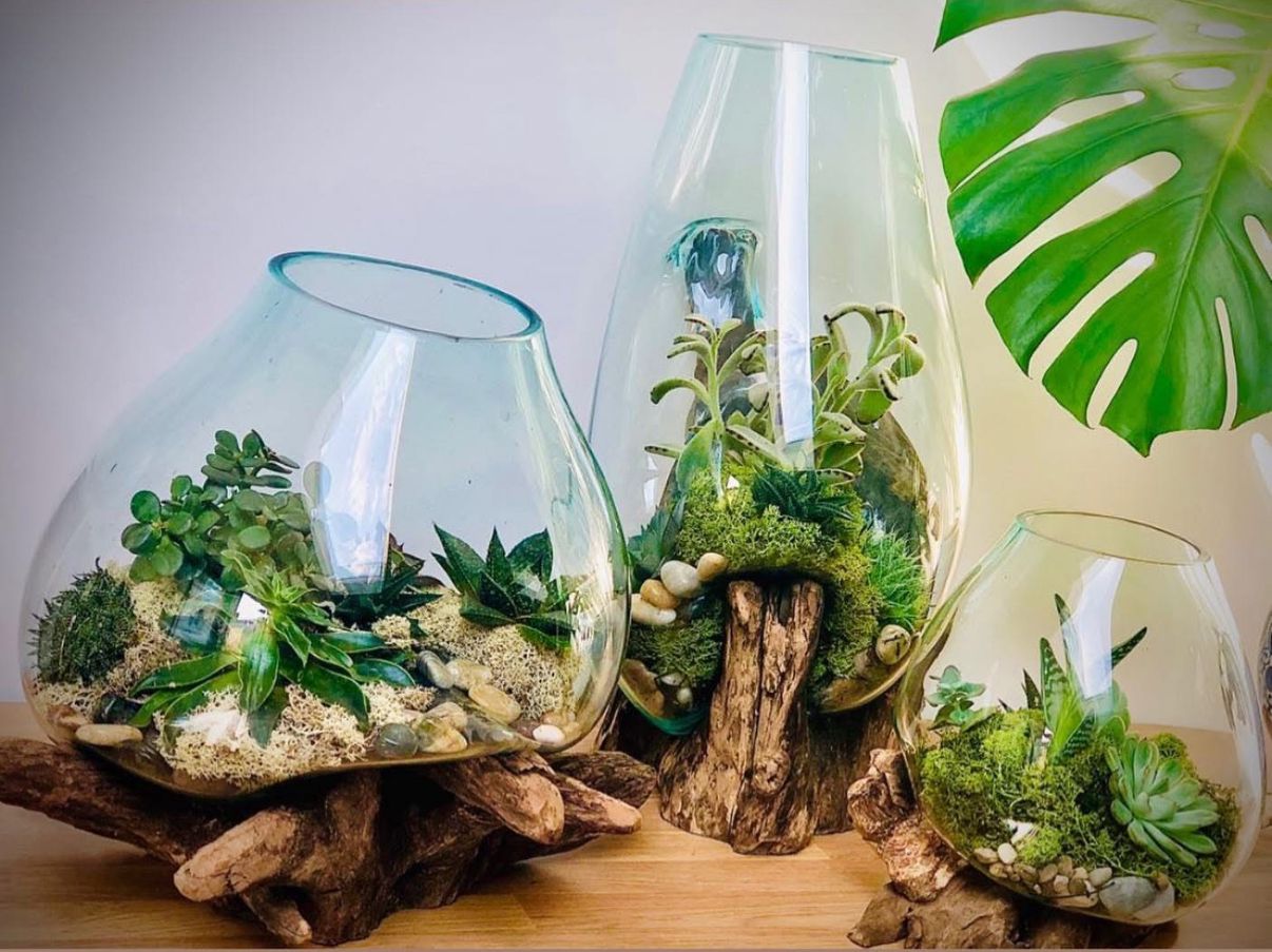 Open Terrariums, Cacti & Succulents (Bring your own Planter) Sunday 13th July @ 10-12