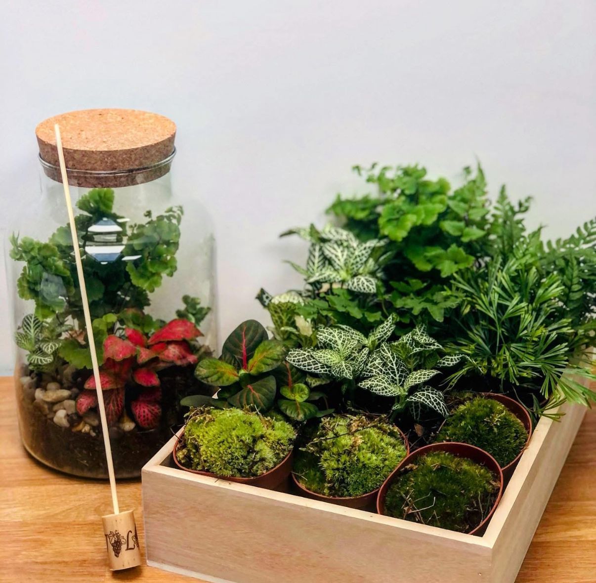 Kids Summer Holidays Clip Jar Terrarium (All Supplied) Wednesday 20th August @ 2-4