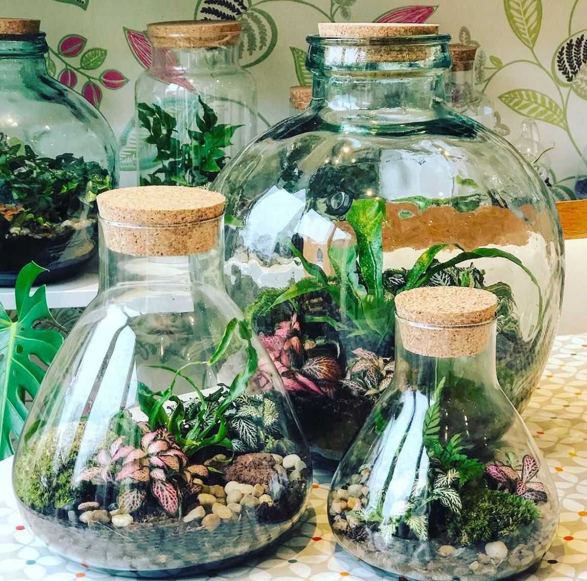 Wide Jar Terrarium (All Supplied) Saturday 25th October @ 2-4